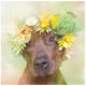 Illustration for article titled Dogs With Flower Crowns Promote Pit Bull Adoption